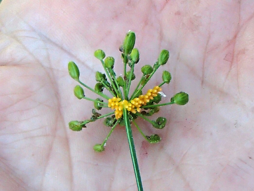 Lady beetle eggs